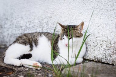 kedi dışında rahatlatıcı