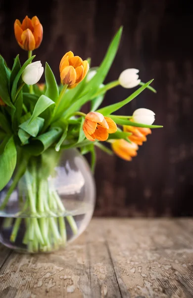 Orange och vita tulpaner — Stockfoto