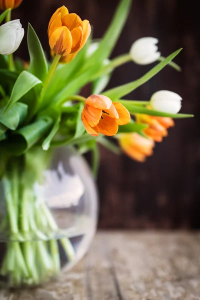 Orange och vita tulpaner — Stockfoto