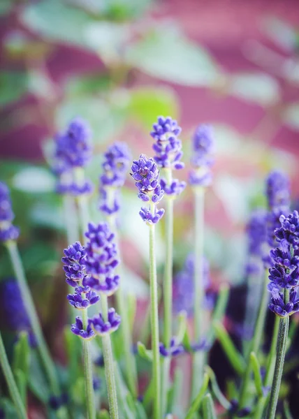 Schöne Lavendelpflanzen — Stockfoto