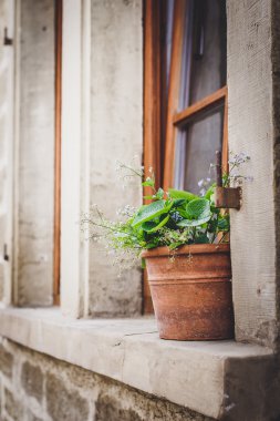Pencerede saksıda bitki