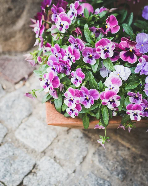 Little pansies in pot — Stock Photo, Image