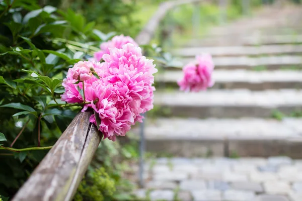 Schöne rosa Pfingstrosen — Stockfoto