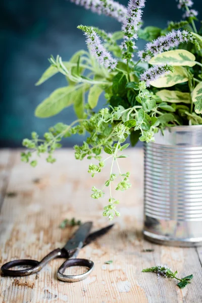 Herbes fraîches du jardin — Photo