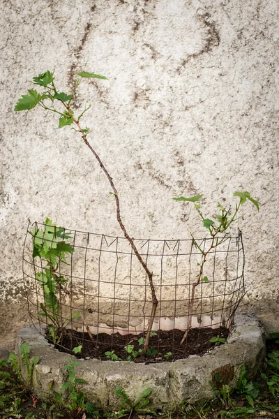 Pianta che cresce vicino muro di cemento — Foto Stock