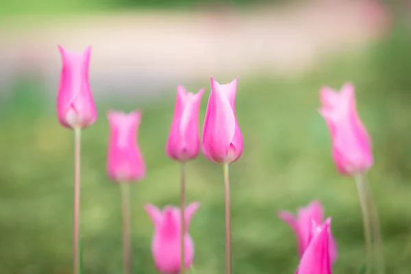 Vackra Fräscha Rosa Tulpaner Suddig Naturliga Bakgrund — Stockfoto