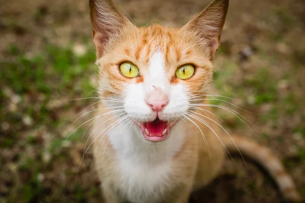 Chat rouge sans abri — Photo