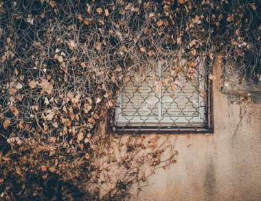 Kuru bitkilerle kaplı pencere