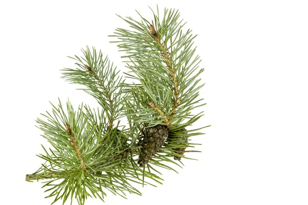 Fragment Branch Coniferous Tree Green Needles Cones Isolate White Royalty Free Stock Images