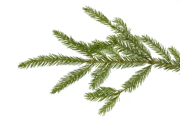 Fragment Branch Coniferous Tree Green Needles Isolate White Royalty Free Stock Photos