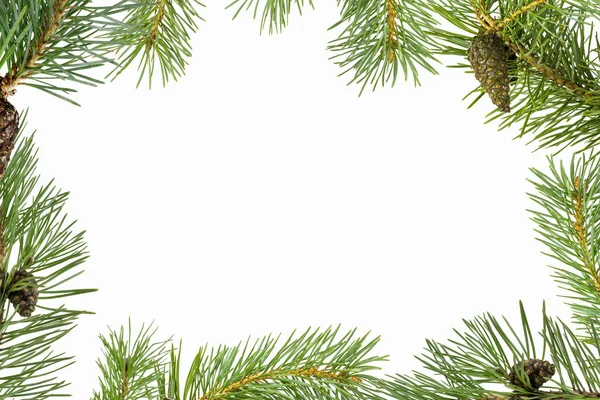 Frame Green Coniferous Tree Cones White Background Stock Image