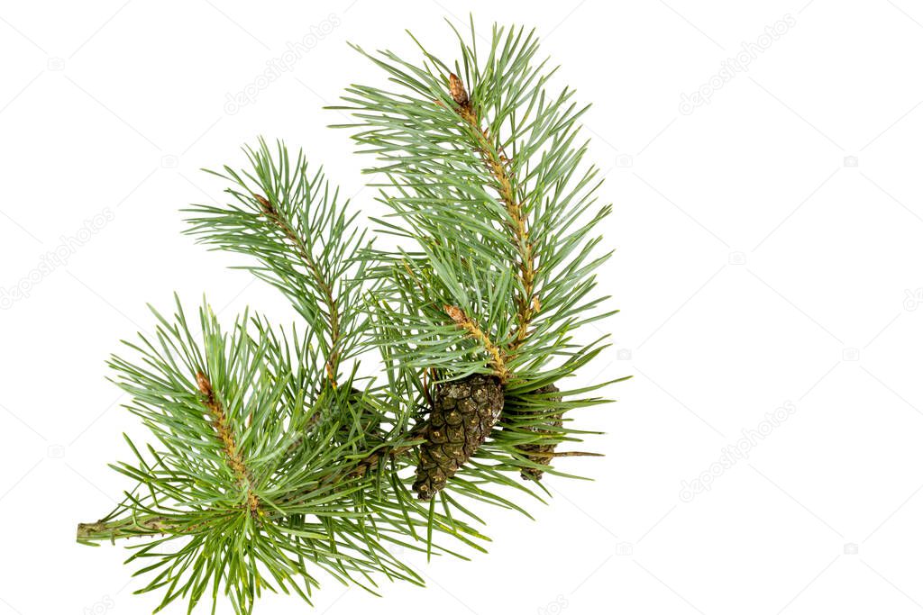 Fragment of a branch of coniferous tree with green needles and cones, isolate on white.