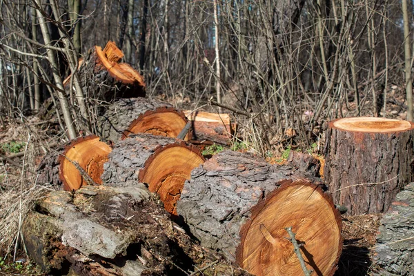 Tronco Árbol Aserrado Limpiando Bosque Árboles Viejos Tala Sanitaria Árboles — Foto de Stock