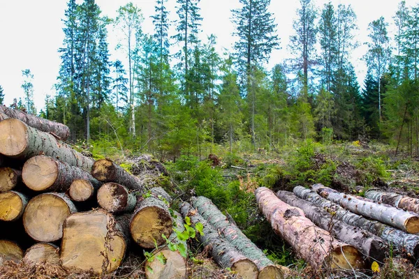 Ormanda devrilen ağaç gövdeleri.