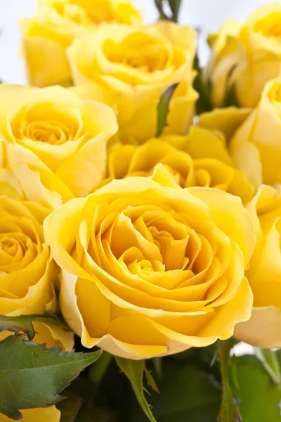 Fresh yellow roses — Stock Photo, Image