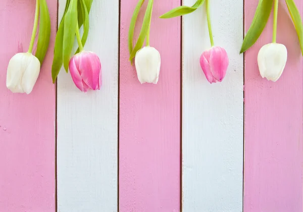 Verse tulpen op roze en wit — Stockfoto