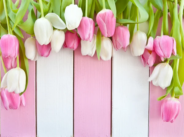 Frische Tulpen auf rosa und weiß — Stockfoto