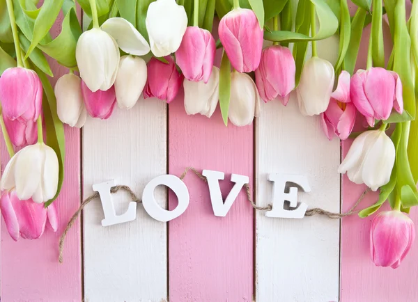 Fresh tulips on pink and white — Stock Photo, Image