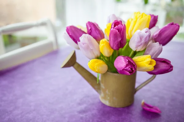 Verse tulpen op paars — Stockfoto