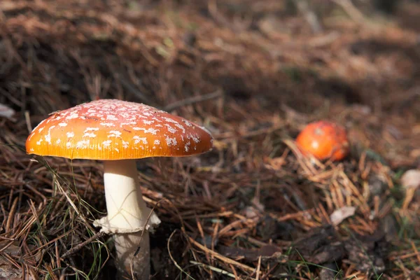 Amanita Muscaria, poisonous mushroom. In pine forest