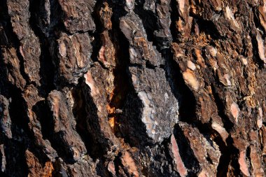 Ağaç Kabuğu Doğa Yakın Arkaplan, Çam Ağacı Kabuğu