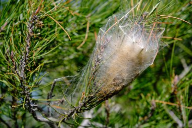 Thaumetopoea pityokamppa, çam ağacının tepesindeki işlemeli tırtıl yuvasını kapat.