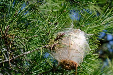 Thaumetopoea pityokamppa, çam ağacının tepesindeki işlemeli tırtıl yuvasını kapat.