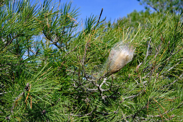 Nests of the Pine Processionary Caterpiller (Thaumetopoea pityocampa). These moth caterpillars attack and eat the pine needles,