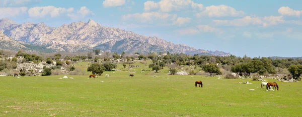 Manada Cavalos Pastando Campo Grama Verde Perto Terra Montanha — Fotografia de Stock