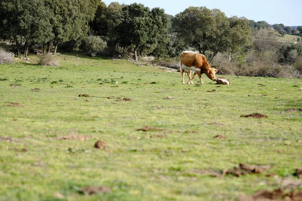 Controlo Das Vacas Vitelo Recém Nascido Que Encontra Prado — Fotografia de Stock