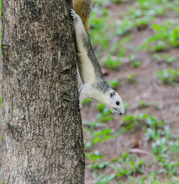 Eichhörnchen auf dem Baumstamm — Stockfoto