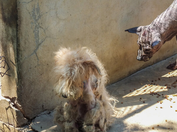 Бездомные собаки превращаются в зомби
