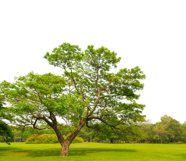 Büyük yaşlı meşe ağacının beyaz gökyüzü (yalıtım ile) — Stok fotoğraf