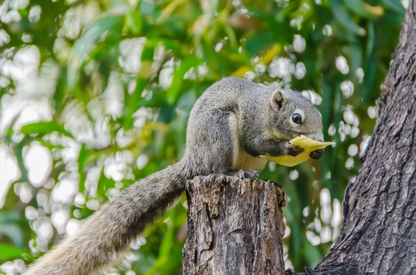 Grå egern spiser stykke frugt på træet - Stock-foto