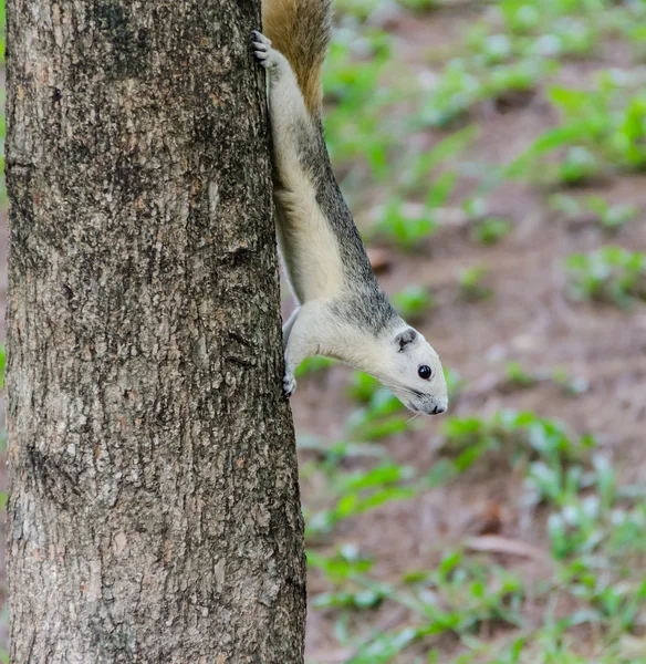 Écureuil blanc sur le tronc de l'arbre — Photo