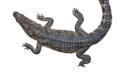 Tatlı su timsah beyaz izole arka planda üst görünümünde