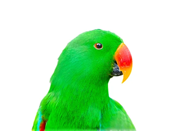 Green Parakeet parrot in white isolation background — Stock Photo, Image