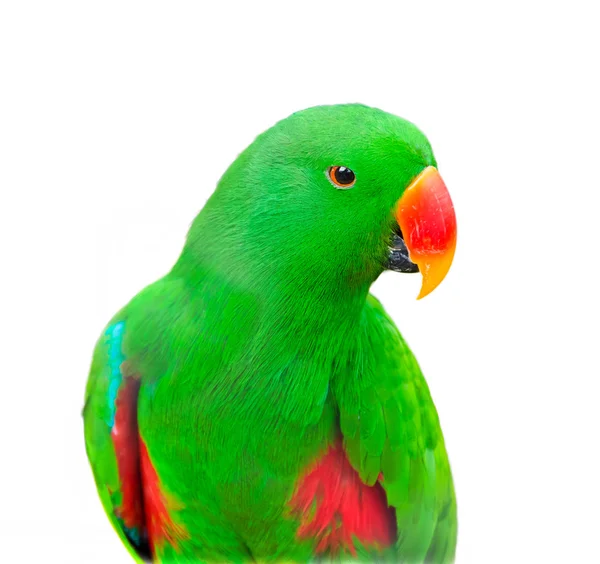 Papagaio Parakeet verde em fundo de isolamento branco — Fotografia de Stock