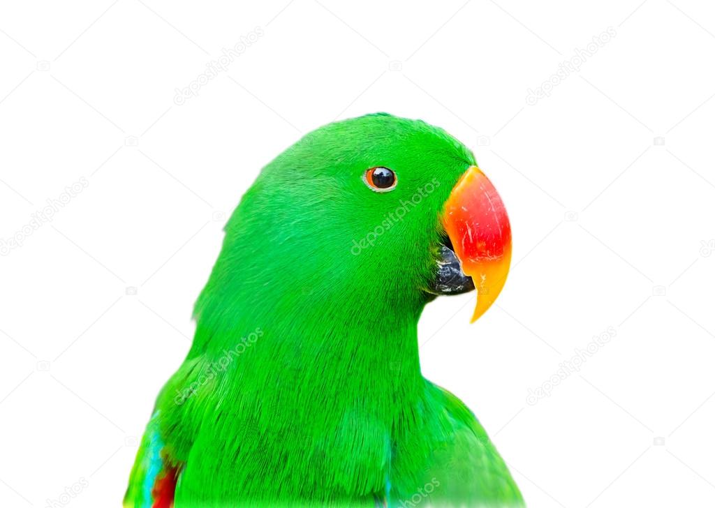 白い分離背景で緑のインコ オウム ストック写真 C Gow27