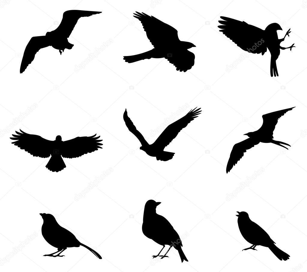 Sets of silhouette bird, create by vector