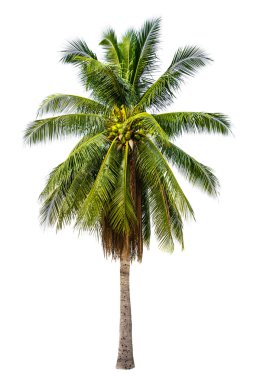 Palmiye ağacı zengin detay ile beyaz izole arka plan