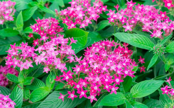 Bushes of Egyptian Star-cluster (Dogwood) flower — Stock Photo, Image
