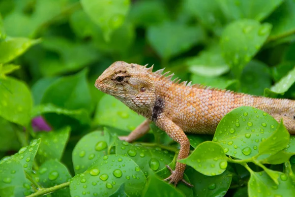 梅雨の季節の植物の濡れている葉に口髭の紋付きトカゲ爬虫類。本物の野生動物の写真. — ストック写真