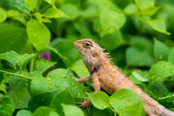 梅雨の季節の植物の濡れている葉に口髭の紋付きトカゲ爬虫類。本物の野生動物の写真. — ストック写真