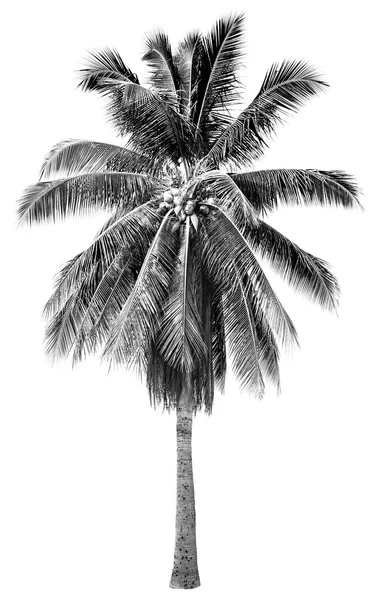 Stylish black and white silhouette palm tree with graphic shade fixer in white isolated isolation background — 스톡 사진