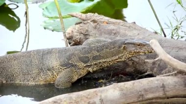 Dev Kertenkele monitör sürüngeni çenesini kaşımak için tropik bataklıktaki kütüğü sürünüyor. 1920x1080 Hd kalitesinde hayvan yaban hayatı konsepti.