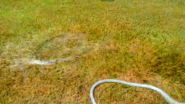 Riego de tubos de goma es sobrante y se mueve libremente por sí mismo en el enorme jardín de hierba e inundar el jardín con agua en verano caliente — Vídeo de stock