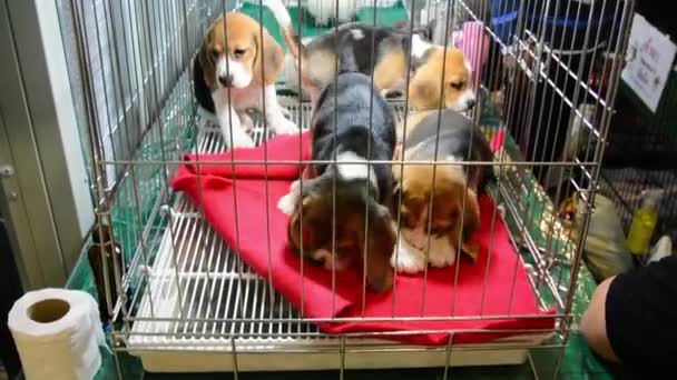 Симпатичные щенки Beagle играют и борются с непослушными в клетке зоомагазина — стоковое видео