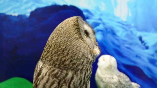 PET Puštík dravce hlava se obrací jako robot ukazující klidná mimika v pozadí arktické zmrazené zimy. Je to divný a roztomilé srandovní pták.