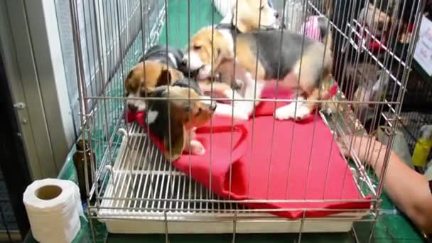 Beagle yavru köpek oynama ve yaramaz n evde beslenen hayvan dükkan kafese mücadele — Stok video